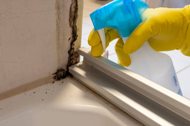 Best Toxic Mold Removal  in Weston, WI