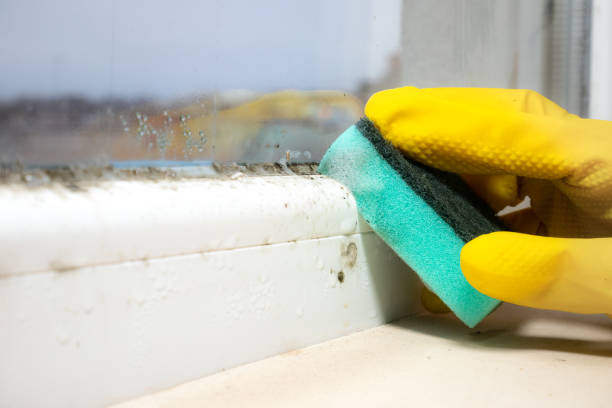 Best Mold Damage Repair  in Weston, WI