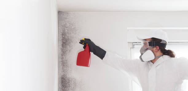 Professional Mold Removal in Weston, WI