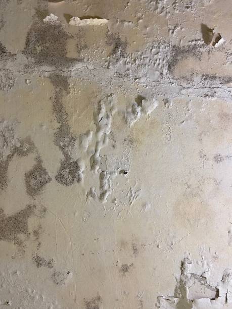 Best Certified Mold Removal  in Weston, WI