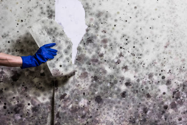 Best Crawl Space Mold Removal  in Weston, WI