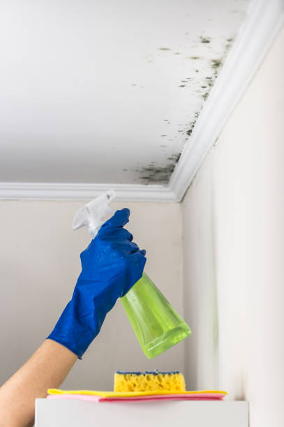 Attic Mold Removal in Weston, WI